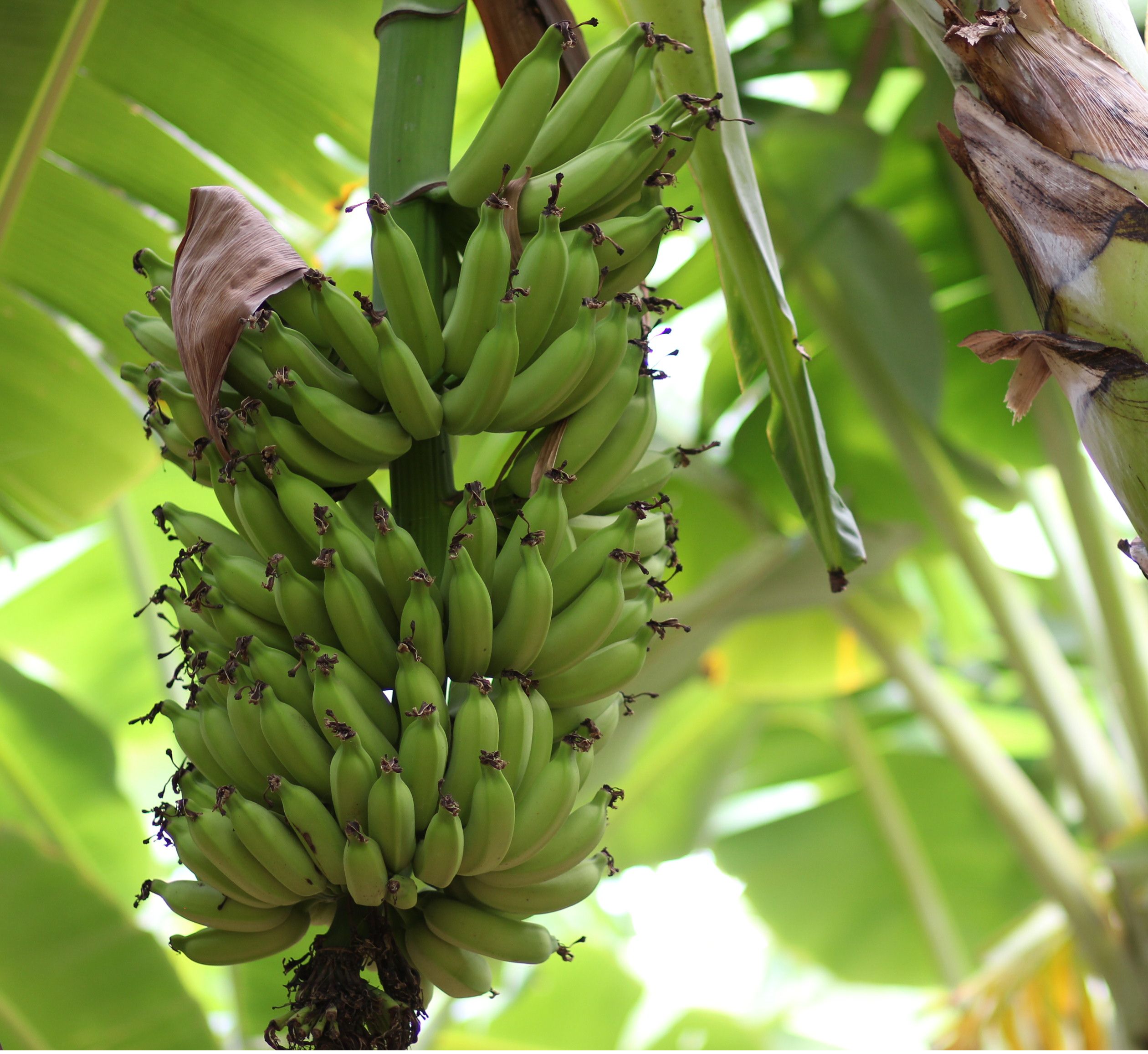 Banano