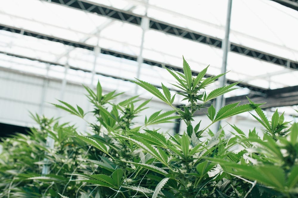Cannabis