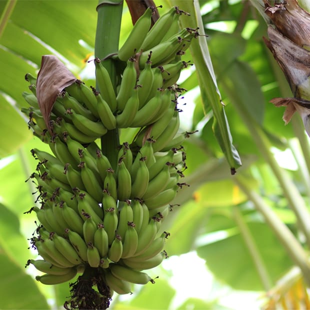Banano