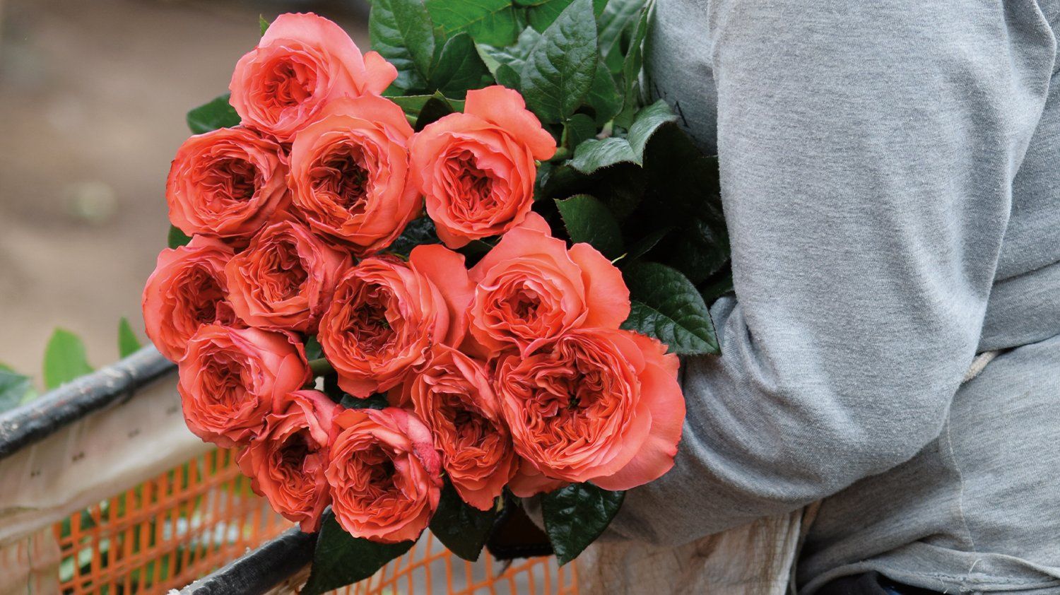 Rosas